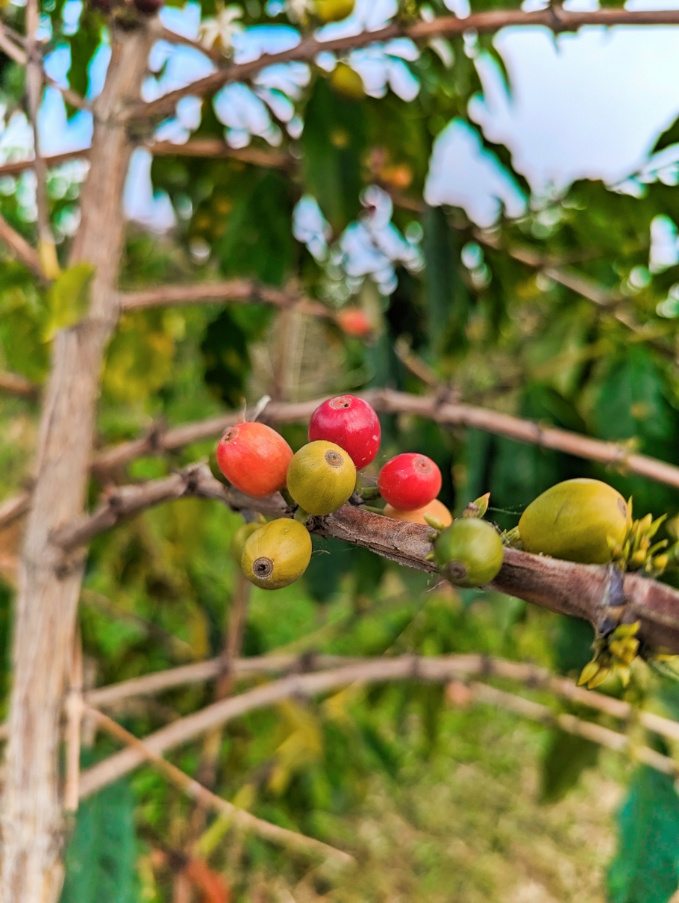 Coffee Cherries at Buddhas Cup Coffee Farm Kona Coast Big Island Hawaii 1