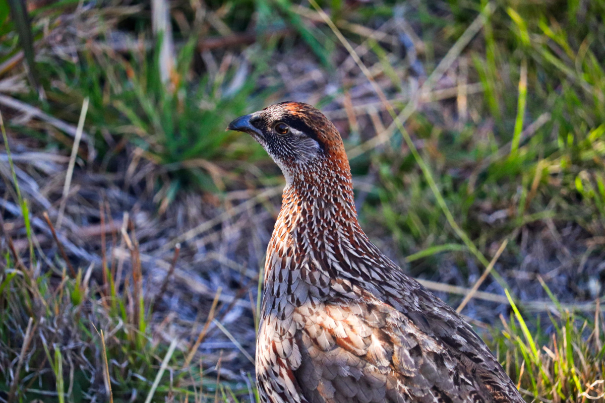 Erckel's Francolin on Mauna Loa Road Hawaii Volcanoes National Park Big Island 2