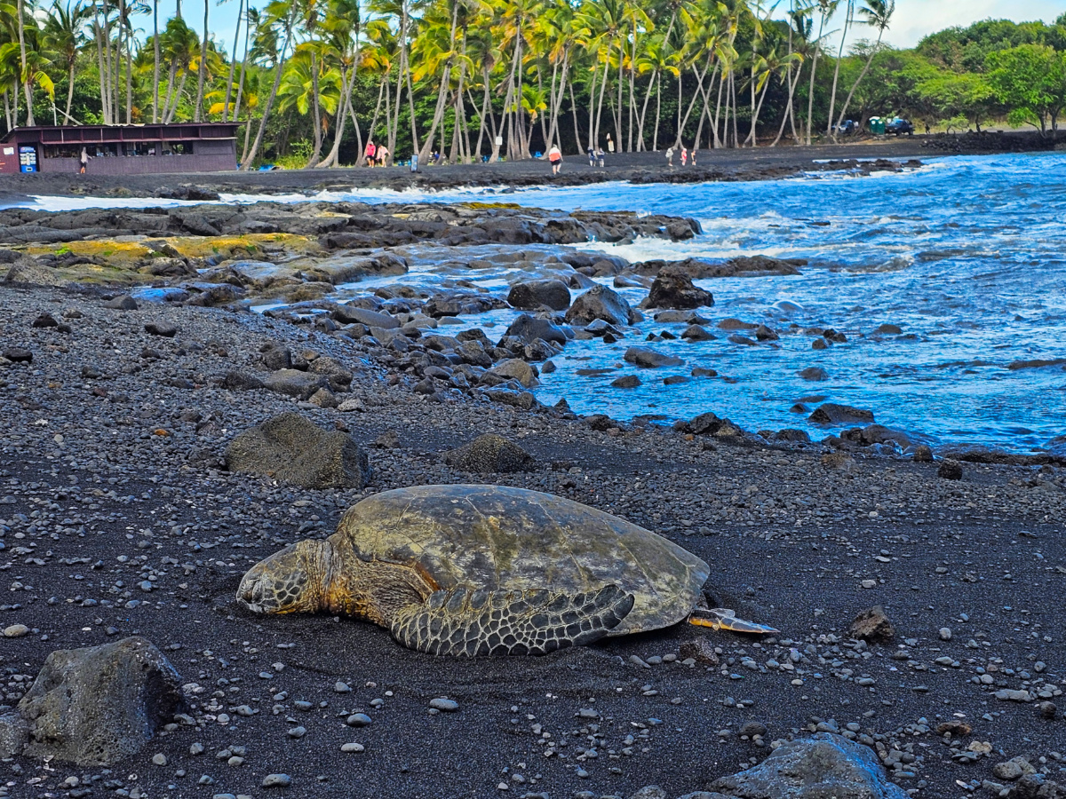 Hawaiian Green Sea Turtle Honu at Punaluu Black Sand Beach Big Island Hawaii 1