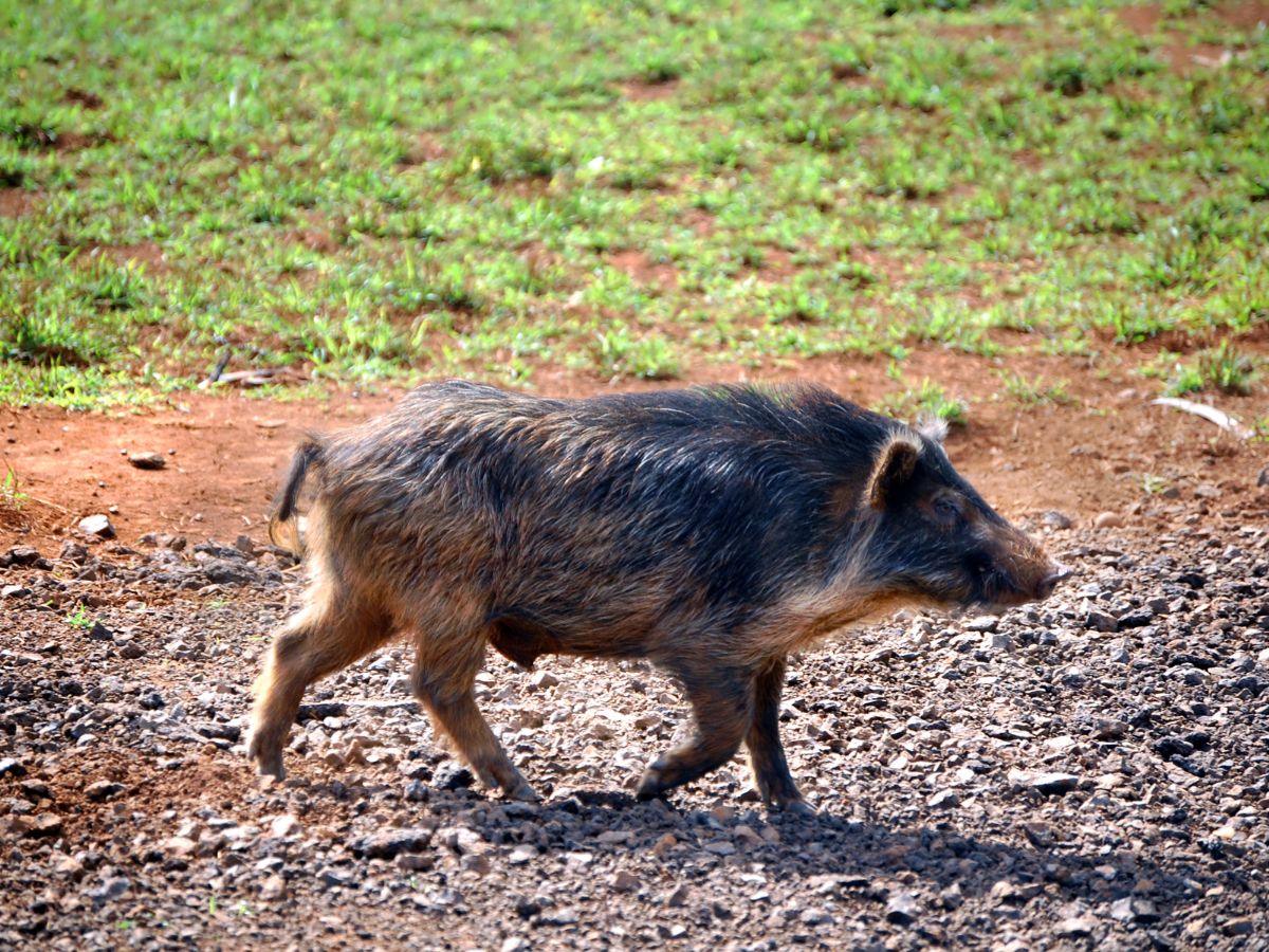 Hawaiian Wild Pig on Maui 1