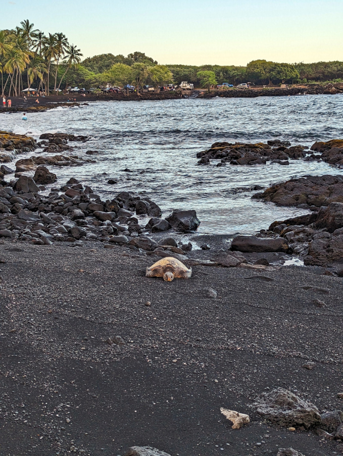 Honu Green Sea Turtle on Black Sand Beach Punlaluu Big Island Hawaii 4