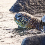 Honu Hawaiian Green Sea Turtle at Kaloko Honokohau National Historic Park Kailua Kona Big Island Hawaii 9