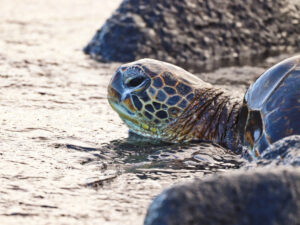 Honu Hawaiian Green Sea Turtle at Kaloko Honokohau National Historic Park Kailua Kona Big Island Hawaii 9