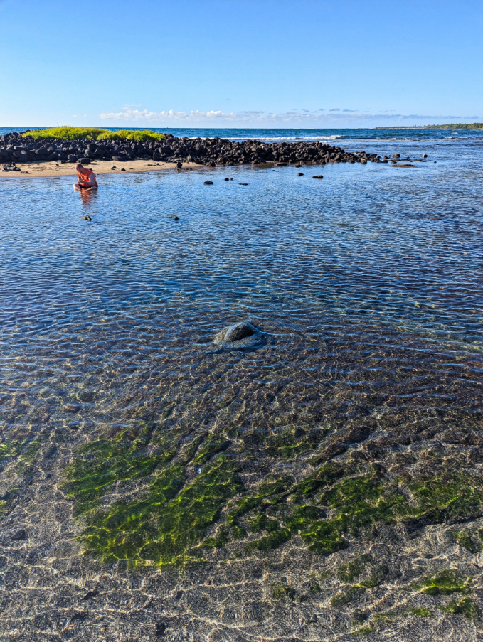 Honu Hawaiian Green Sea Turtle at Kaloko-Honokōhau National Historical Park Kailua Kona Big Island Hawaii 4