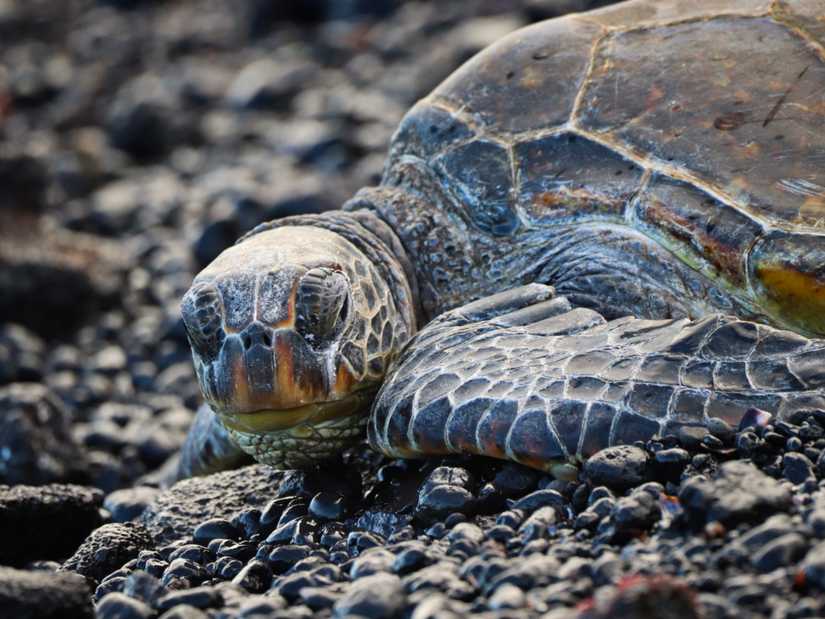 Honu Hawaiian Green Sea Turtle at Punaluu Black Sand Beach Big Island Hawaii 12