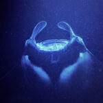 Manta Ray during Nighttime Snorkel with Eka Canoe Keauhou Bay Kona Big Island Hawaii 3