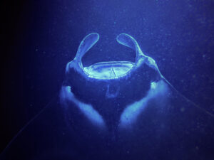 Manta Ray during Nighttime Snorkel with Eka Canoe Keauhou Bay Kona Big Island Hawaii 3