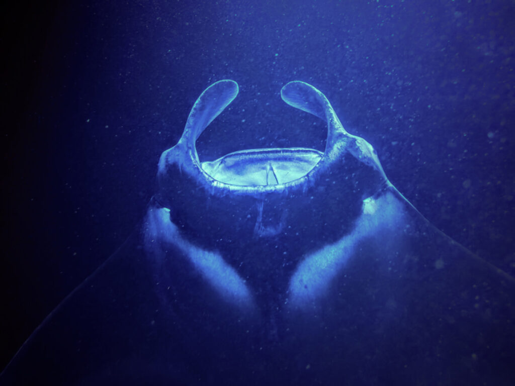 Manta Ray during Nighttime Snorkel with Eka Canoe Keahou Bay Kona Big Island Hawaii 3