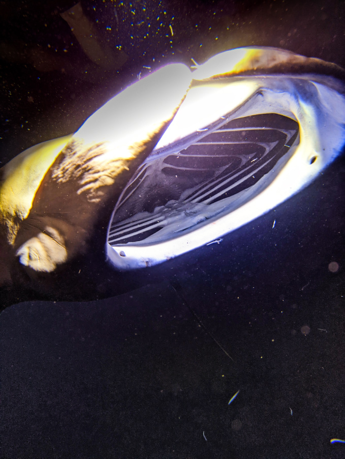 Manta Ray during Nighttime Snorkel with Kona Style Kailua Kona Big Island Hawaii 10