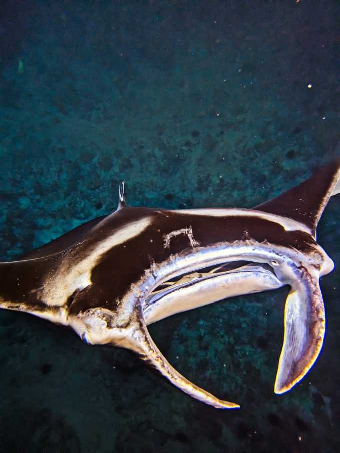 Manta Ray during Nighttime Snorkel with Kona Style Kailua Kona Big Island Hawaii 16