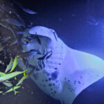 Manta Ray with Fish Nighttime Snorkel with Kona Style Kailua Kona Big Island Hawaii 27