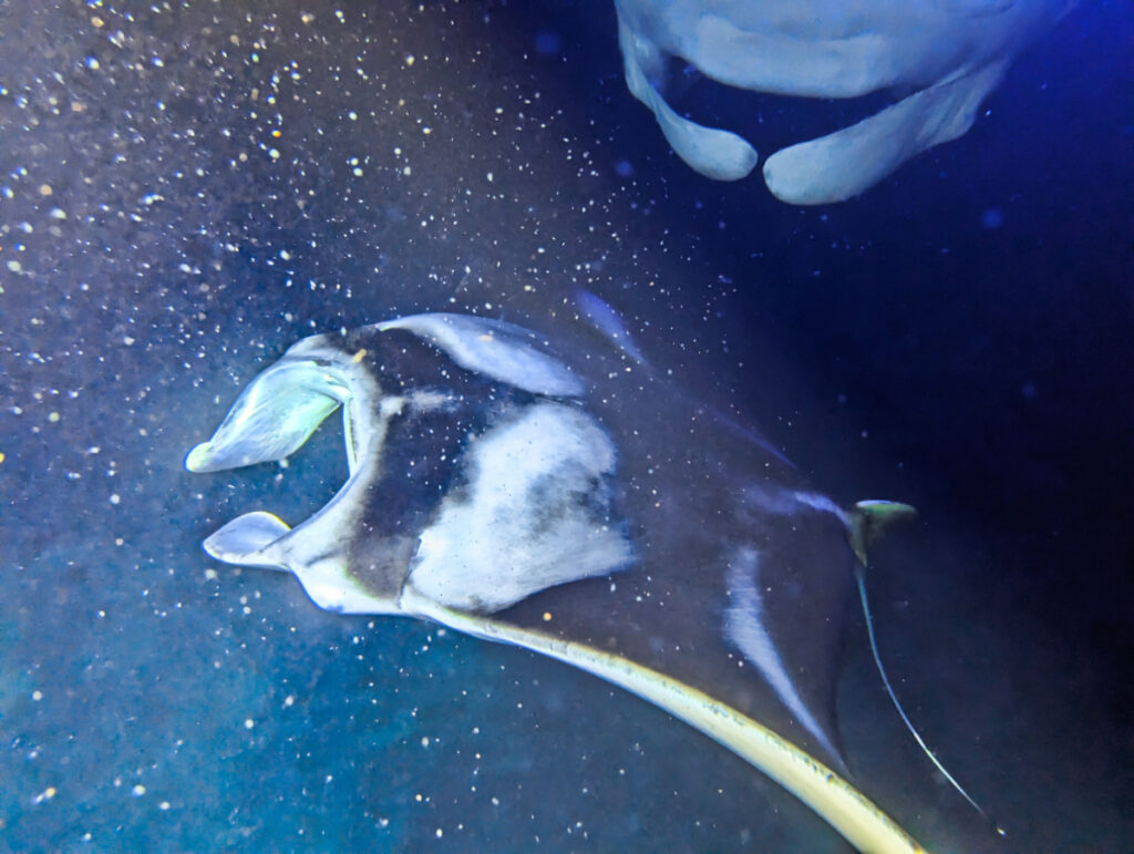 Manta Rays with Fish Nighttime Snorkel with Kona Style Kailua Kona Big Island Hawaii 8