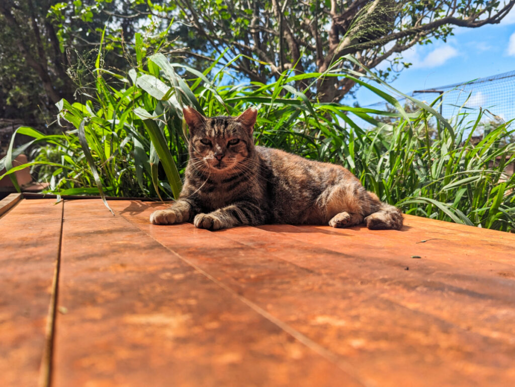 Old Cat at Lanai Cat Sanctuary Lanai Hawaii 2