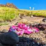 Orchid Lei and Kukui Nuts at Puukohola Heiau National Historic Site Northern Kona Coast Big Island Hawaii 1