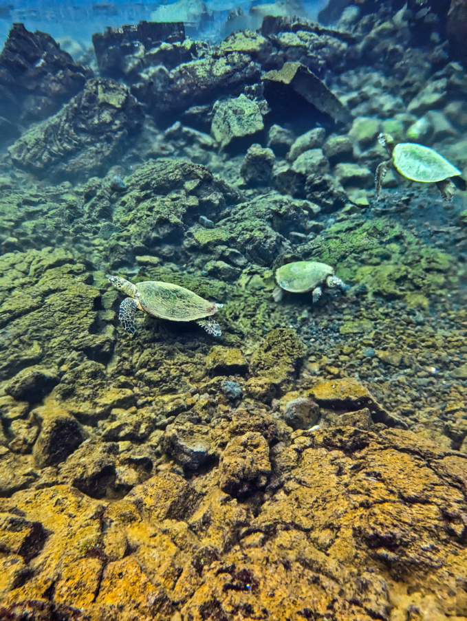 Sea Turtles in Freshwater Spring Pond on Reeds Bay Hilo Big Island Hawaii 2