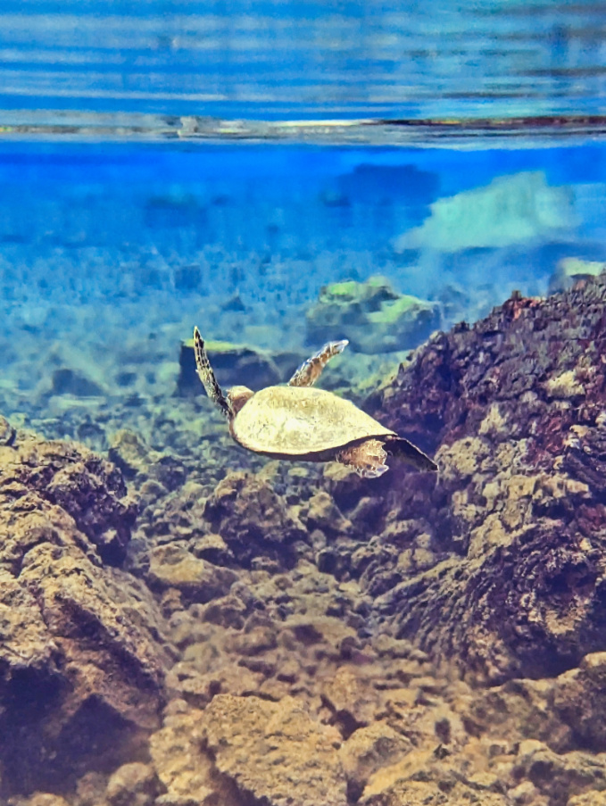 Sea Turtles in Freshwater Spring Pond on Reeds Bay Hilo Big Island Hawaii 5