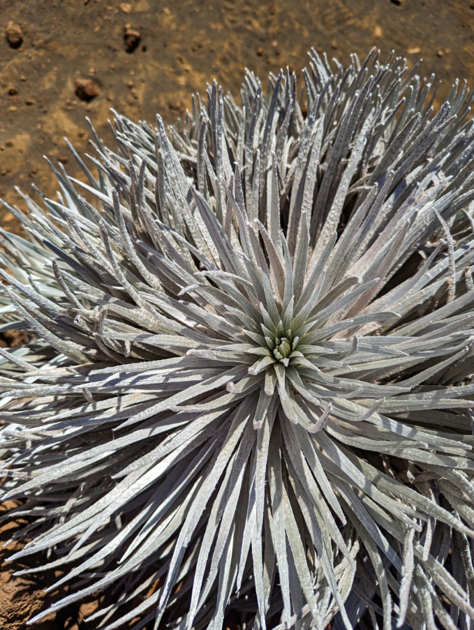 Silversword Plant on Mauna Kea Big Island Hawaii 3