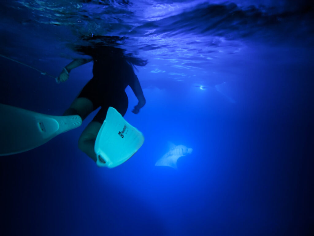 Swimming with Manta Rays at Keahou Bay Kona Coast Big Island Hawaii 1