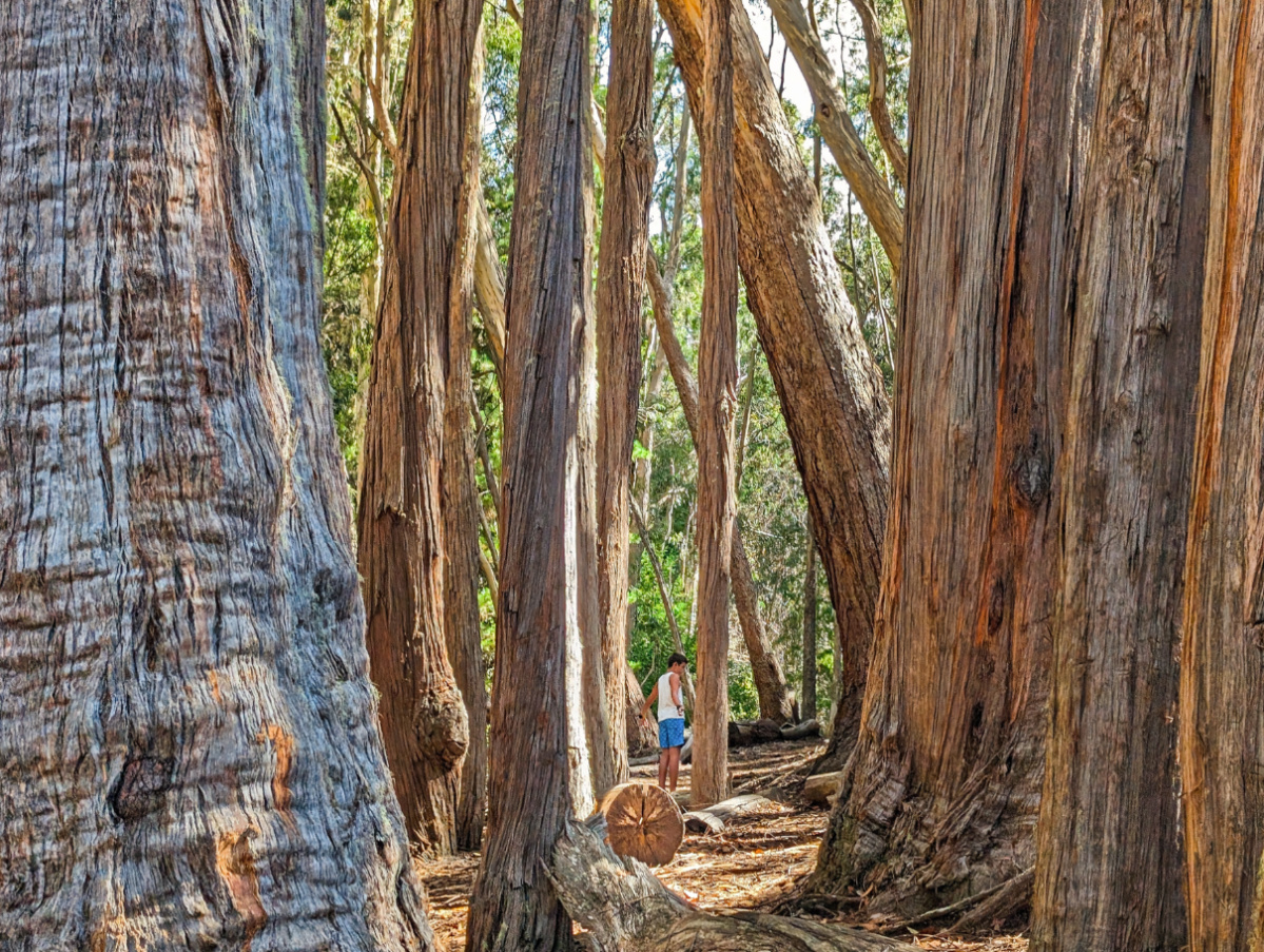 Taylor Family hiking in Hosmer Grove Summit District Haleakala National Park Maui Hawaii 4