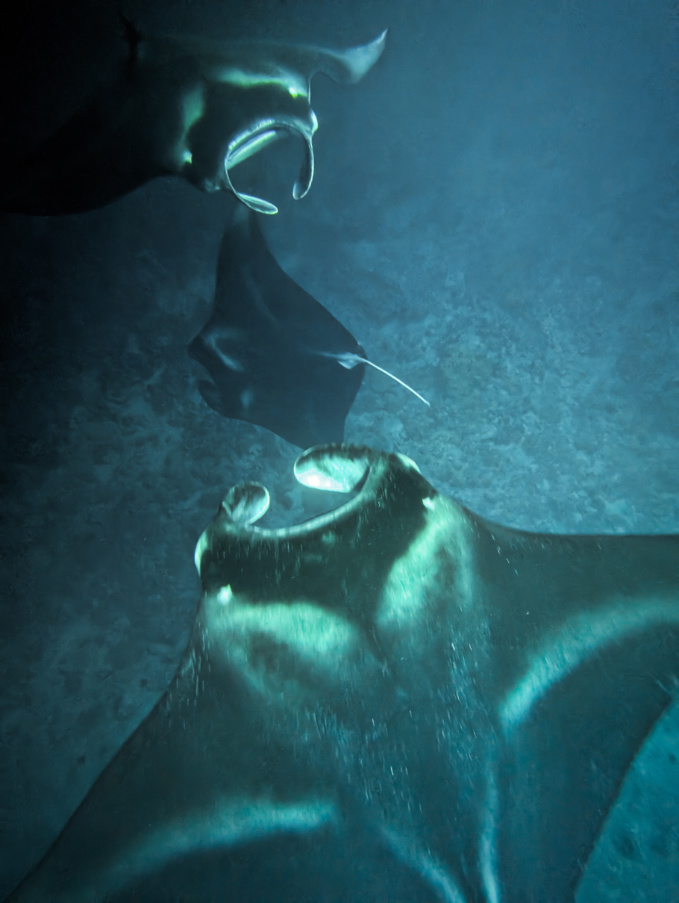 Three Manta Rays during Nighttime Snorkel with Eka Canoe Keahou Bay Kona Big Island Hawaii 1