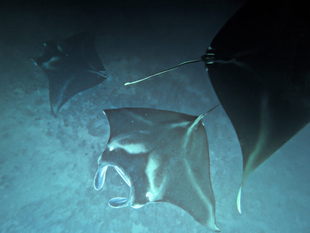 Three Manta Rays during Nighttime Snorkel with Eka Canoe Keauhou Bay Kona Big Island Hawaii 2