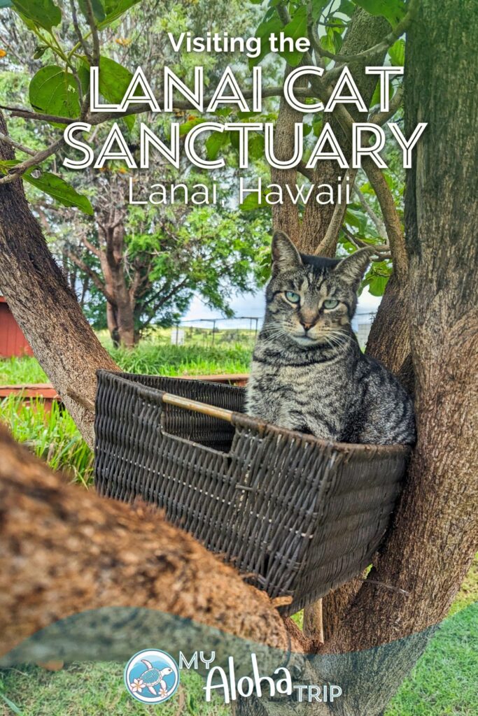 Visiting the Lanai Cat Sanctuary is one of the most unique things to do when you come to Hawaii. Not many people make it to Lanai, but those who do enjoy supporting this great non-profit who works to serve the feral cat community and protect native bird species.