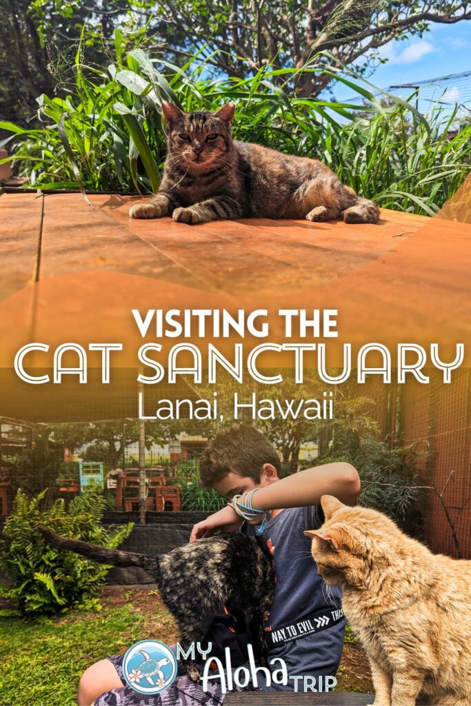 Visiting the Lanai Cat Sanctuary is one of the most unique things to do when you come to Hawaii. Not many people make it to Lanai, but those who do enjoy supporting this great non-profit who works to serve the feral cat community and protect native bird species.