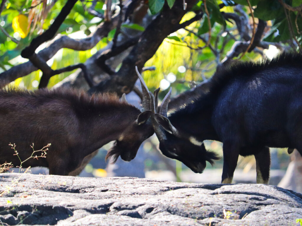 Wild Goats at Puʻuhonua o Hōnaunau National Historical Park Captain Cook Big Island Hawaii 16