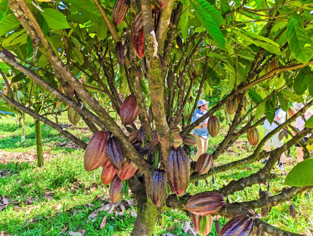 Cacao Trees on Tree to Chocolate Tour at Lavaloha Cacao Farm Hilo Big Island Hawaii 3