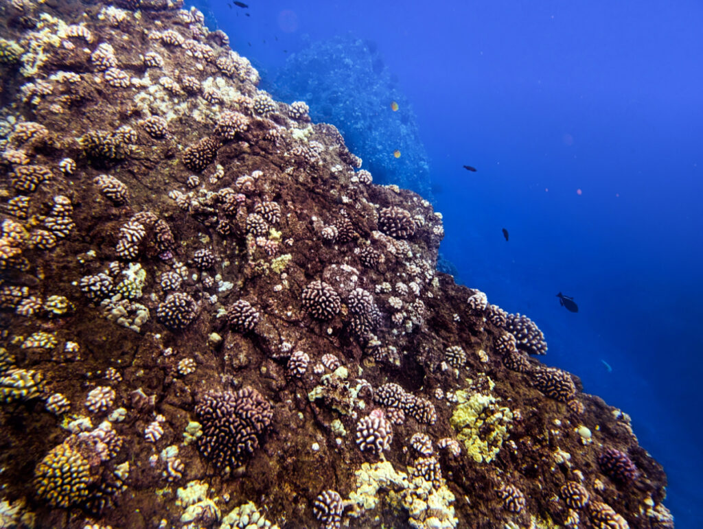 Coral at Sharkfin Snorkeling from UnCruise Safari Explorer at Lanai Hawaii 1