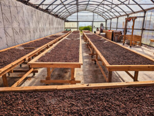 Drying Cocoa Beans on Chocolate Tour at Lavaloha Cacao Farm Hilo Big Island Hawaii 1