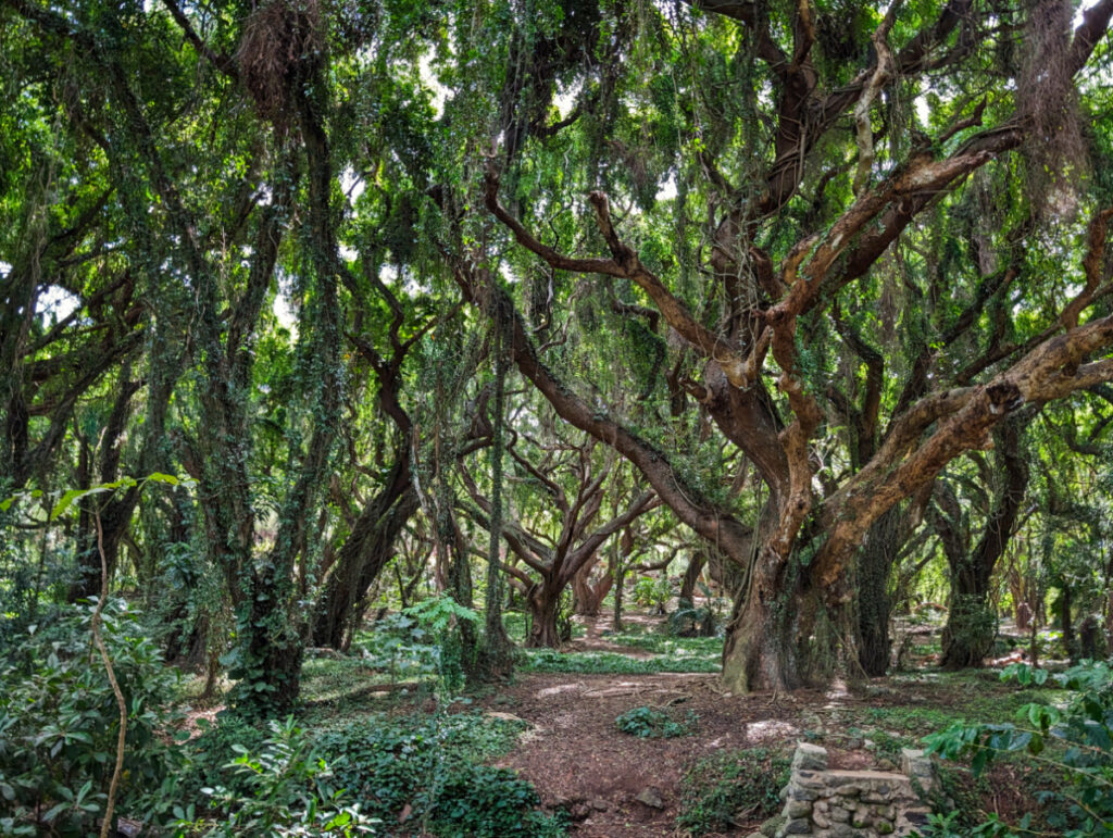 Honolua Bay Magical Enchanted Forest