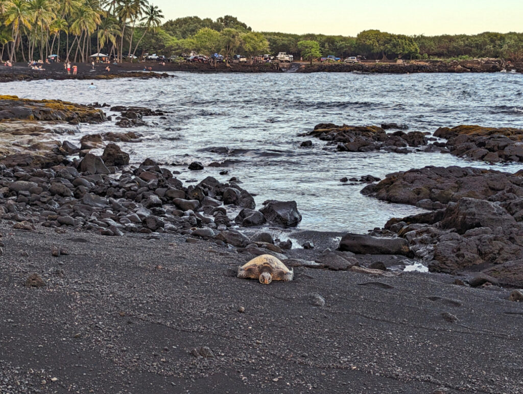 Honu Green Sea Turtle on Black Sand Beach Punlaluu Big Island Hawaii