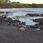 Honu Green Sea Turtle on Black Sand Beach Punlaluu Big Island Hawaii