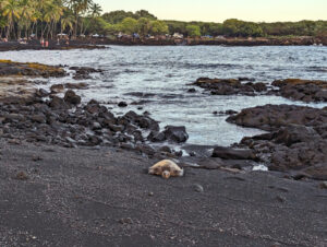 Honu Green Sea Turtle on Black Sand Beach Punlaluu Big Island Hawaii