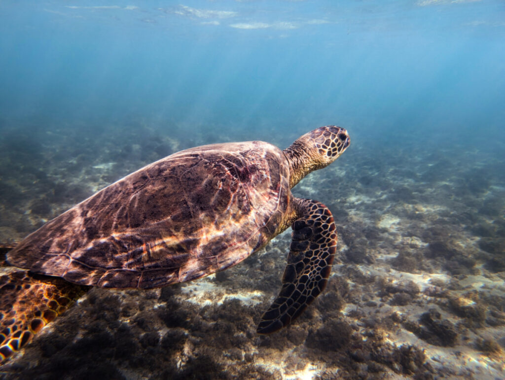 Honu Hawaiian Green Sea Turtle while snorkeling at Olowalu Beach Maui Hawaii 8