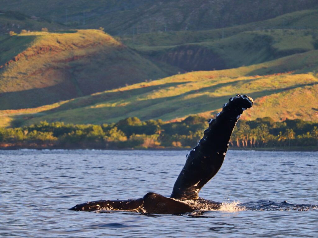 Humpback Whale Fin at sunrise in Maalaea Bay Maui Hawaii 3