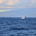 Humpback Whale Fluke at sunrise in Maalaea Bay Maui Hawaii 1