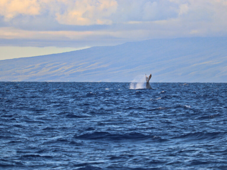 Humpback Whale Fluke at sunrise in Maalaea Bay Maui Hawaii 1