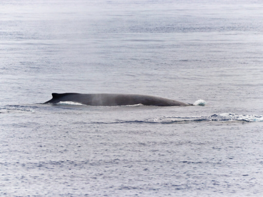 Humpback Whale breaking the surface at sunrise in Maalaea Bay Maui Hawaii 3