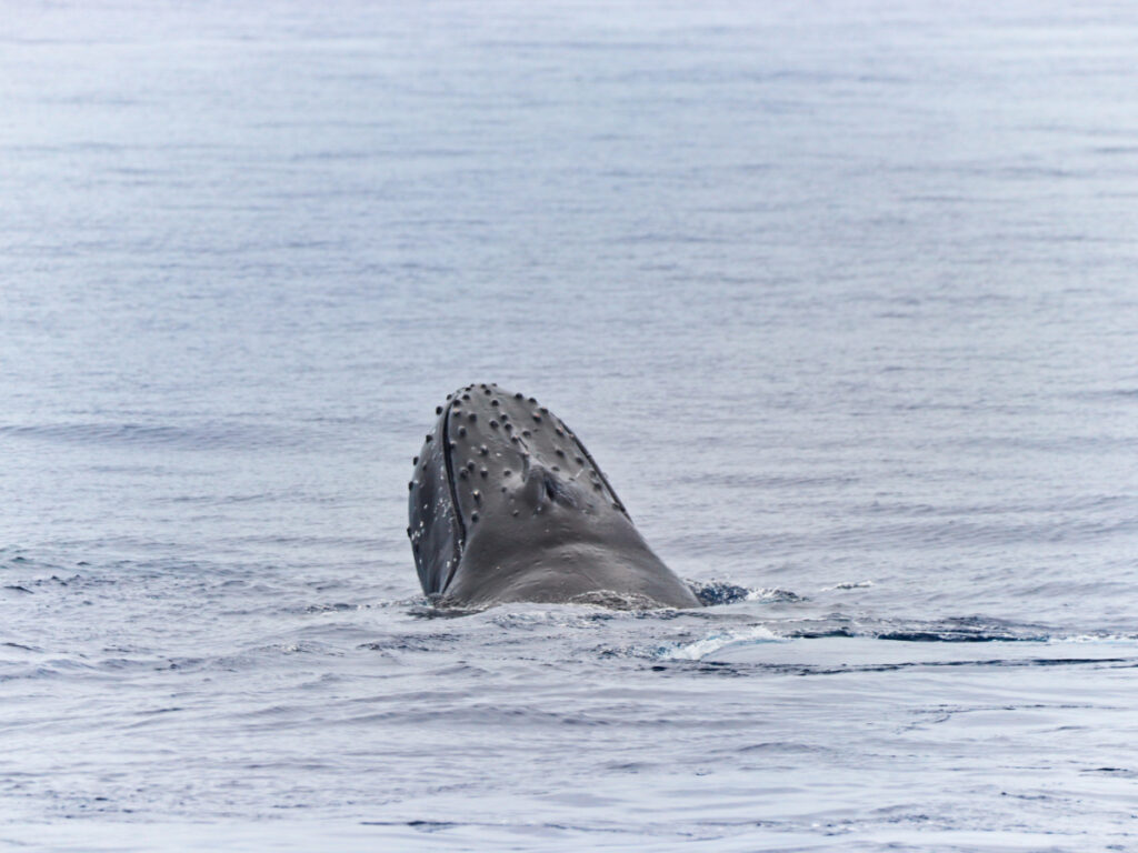 Humpback Whale surfacing off UnCruise Safari Explorer Maui Hawaii 7