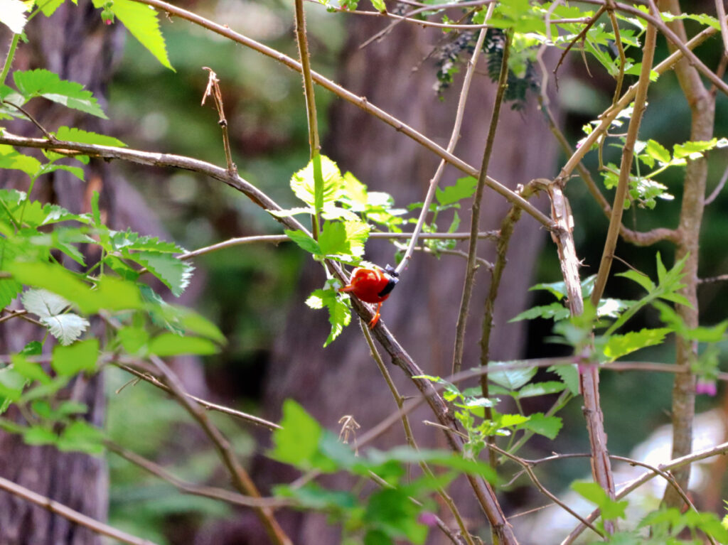 Iiwi in Rainforest at Hualalai Volcano Kona Coast Big Island Hawaii 3