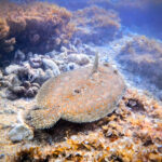 Leopard Flounder when Snorkeling at Kapaa Beach Kauai Hawaii 2