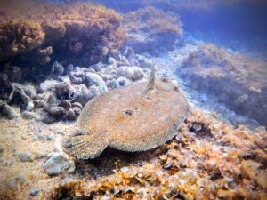 Leopard Flounder when Snorkeling at Kapaa Beach Kauai Hawaii 2