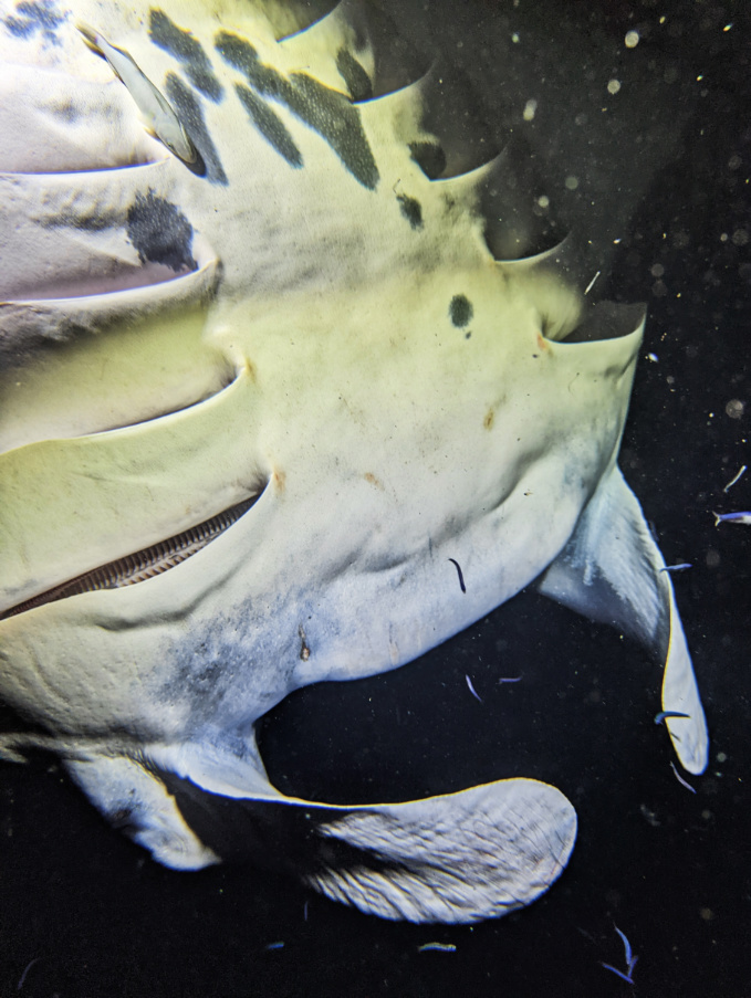 Manta Ray during Nighttime Snorkel with Kona Style Kailua Kona Big Island Hawaii 7