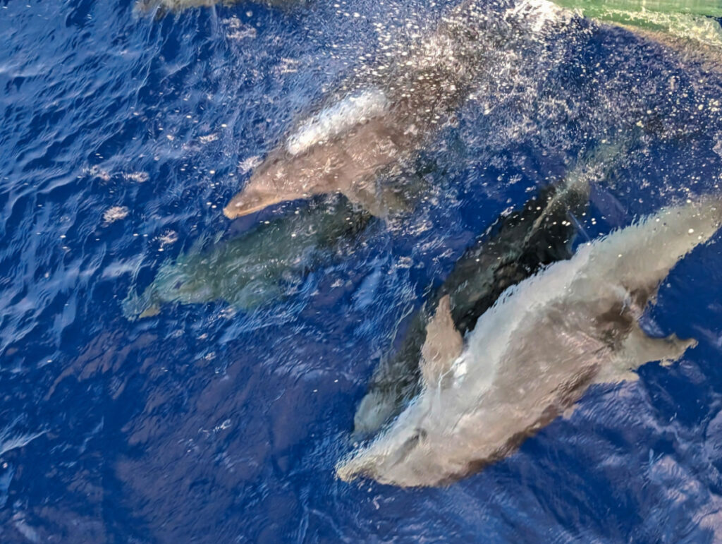 Pan Tropical Spotted Dolphins at Bow of UnCruise Safari Explorer in Hawaii 1