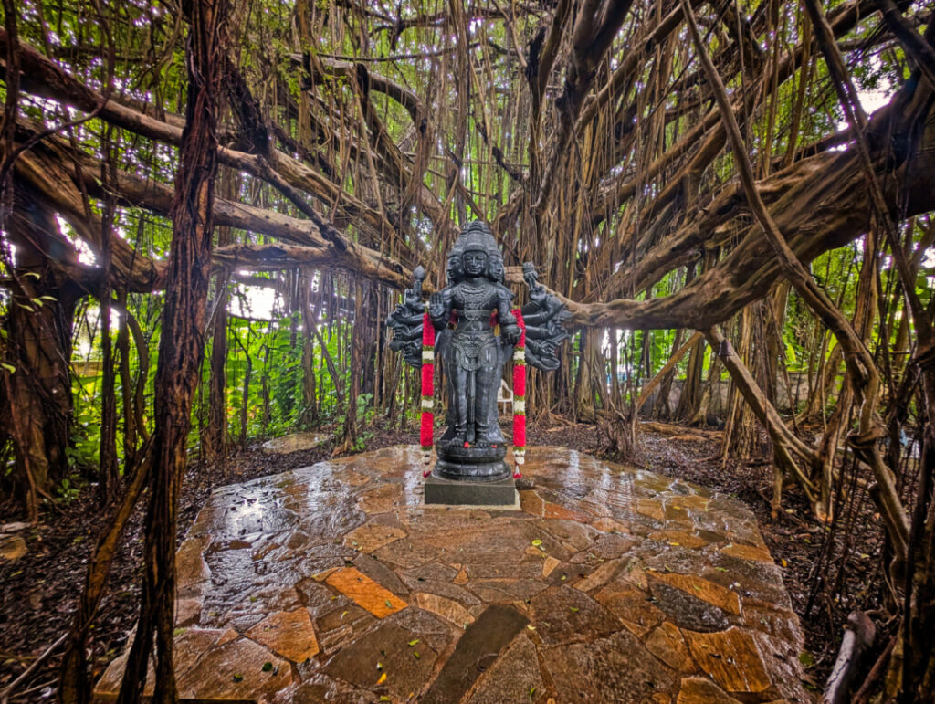 Statue in Banyan Tree at Hindu Temple in Kapaa Kauai 1