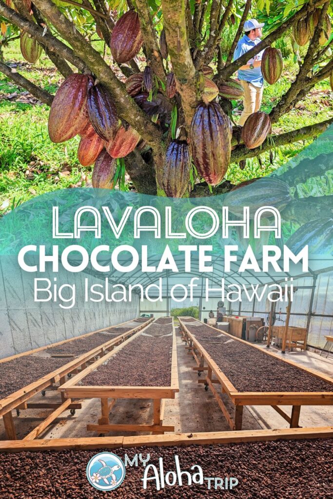 Lavaloha Chocolate Farm is a very unique sort of activity when you're in Hilo on the Big Island. See what you'll do and experience as you tour this beautiful cacao farm on the east side of Hawaii, including ideas for more things to do nearby Lavaloha.