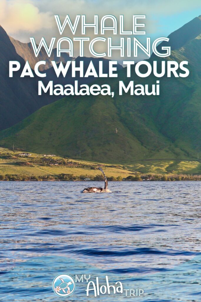 Whale watching on Maui is one of the coolest and most exciting things to do when you visit.  See what to expect and when to see humpback whales with Pacific Whale Foundation from Maalaea, Maui.