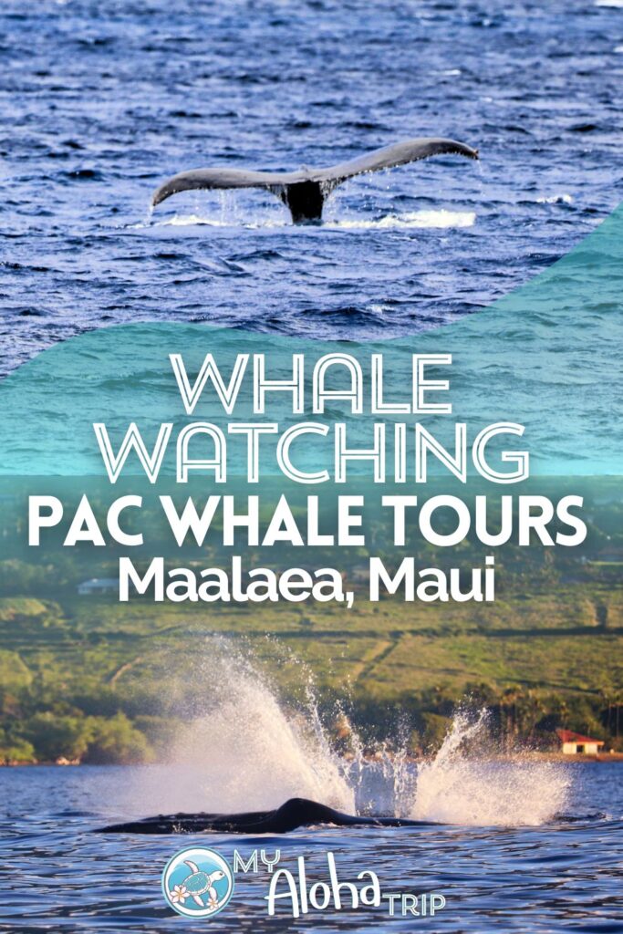 Whale watching on Maui is one of the coolest and most exciting things to do when you visit.  See what to expect and when to see humpback whales with Pacific Whale Foundation from Maalaea, Maui.